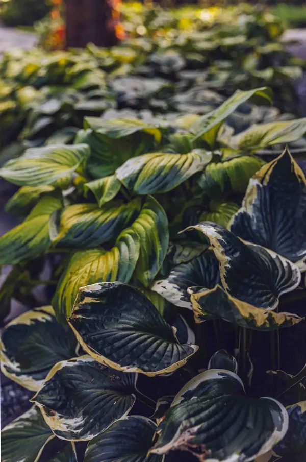 Архитектурное Решение в Пейзажном Стиле