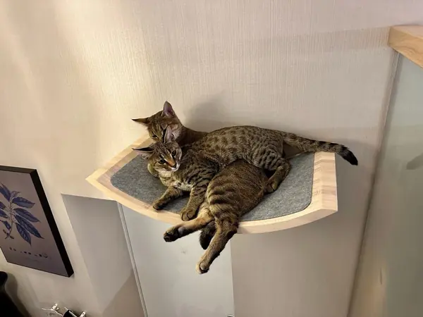 Игровой комплекс для кошек серии SOLID