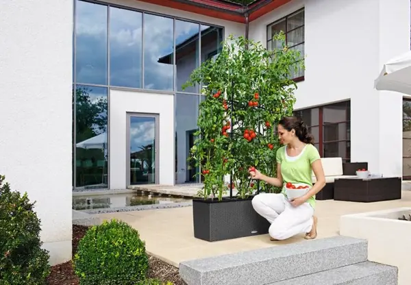 Зеленая перегородка