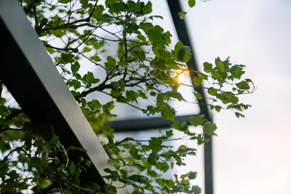 Архитектура природы