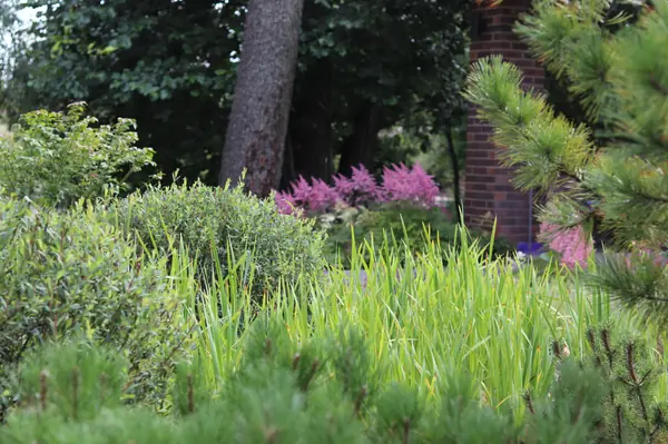 WB Берег пруда (май,июнь)