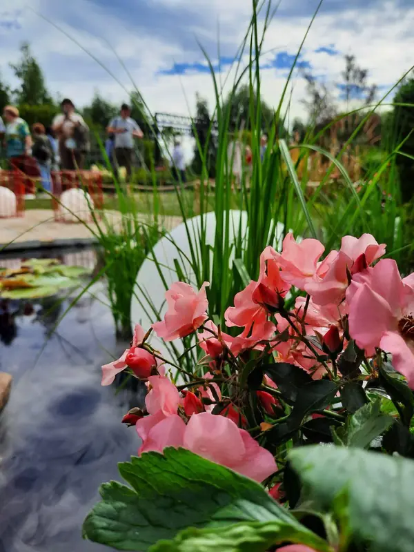 Выставочный сад на фестивале в Царицыне "Видение розы"