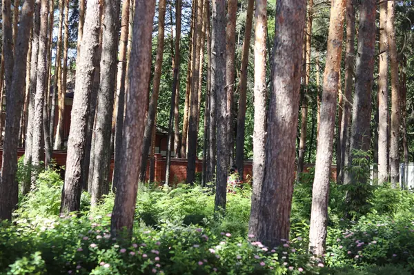 Сад под соснами