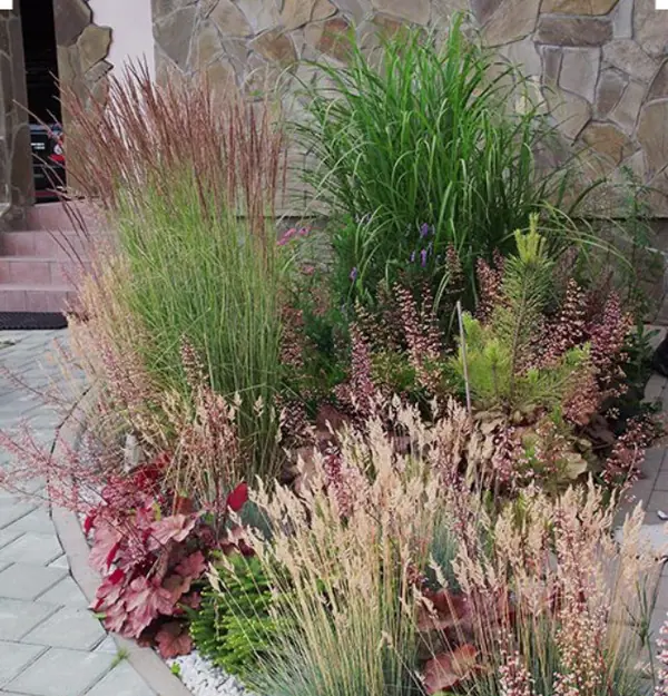 Злаки в саду