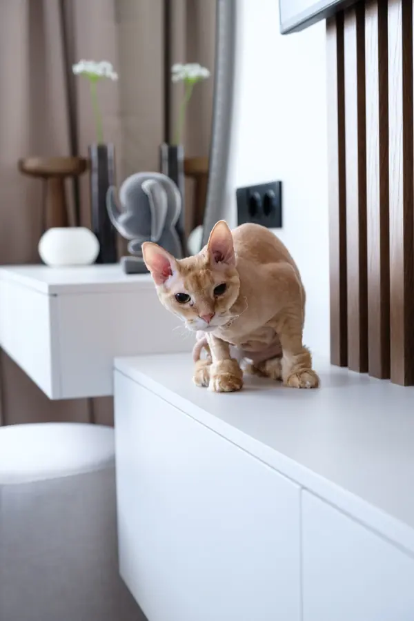 дом в п. Европейский 80м2