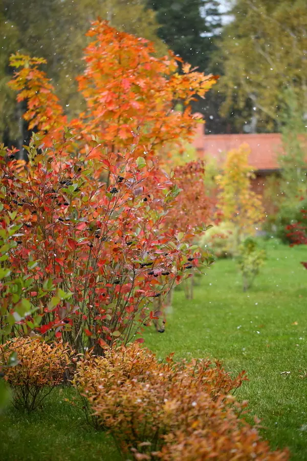 Сад в Вельяминово