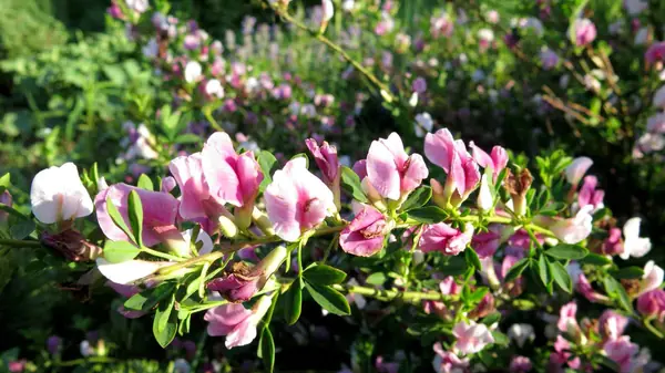 ТЕПЛЫШКО МОЕ. ВЕСНА.