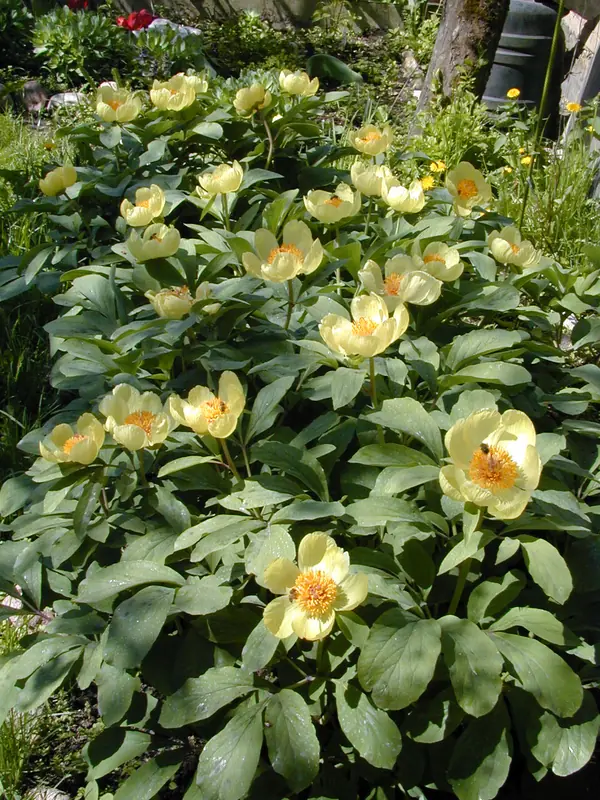 Питомник растений. Многолетние цветы