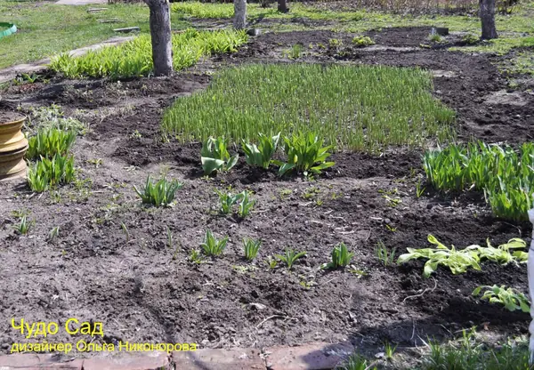 Ландышевая поляна