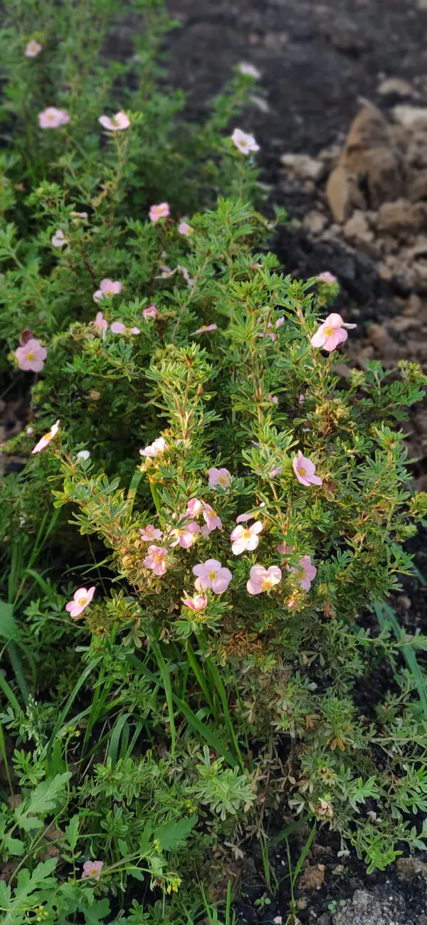 Проект " В тонких линиях "