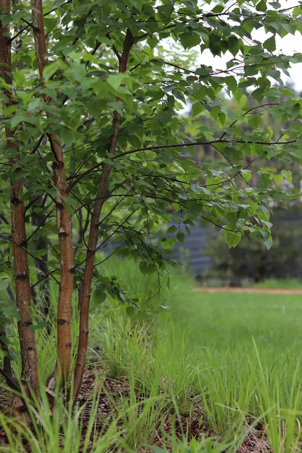 Русский лес