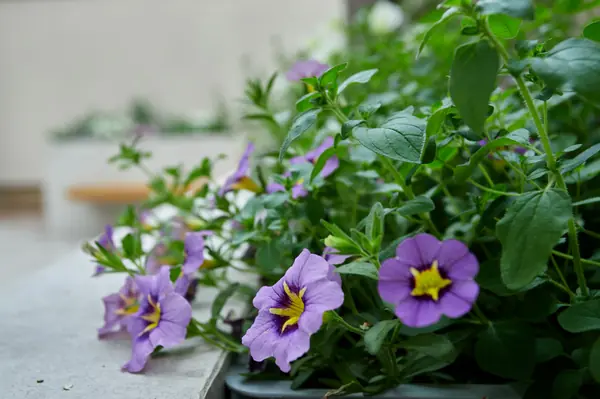 Проект "Современный сад"