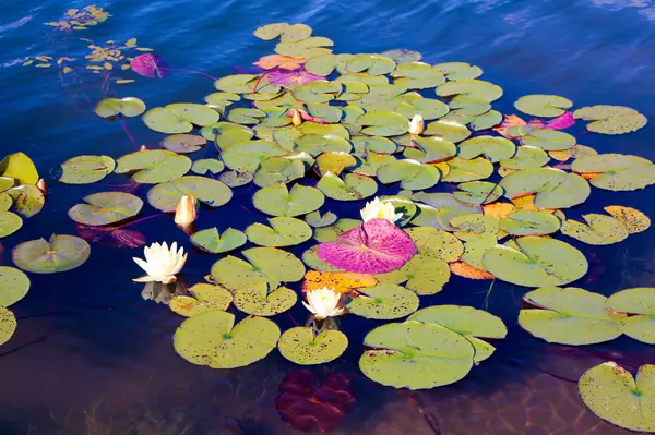 Харламово, 2010-2012 гг.