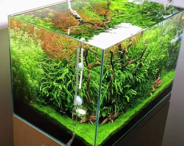 Природный аквариум - релакс и умиротворение!