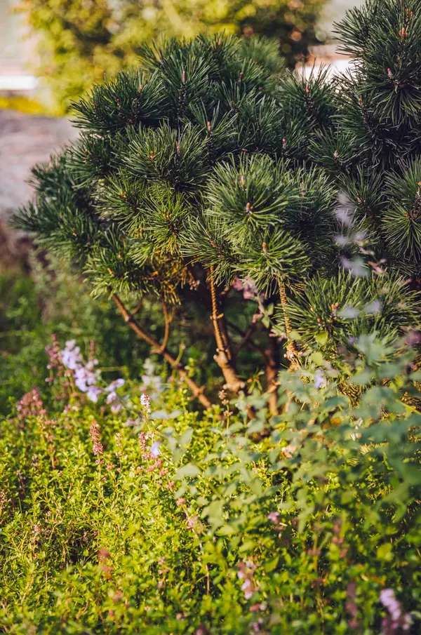 Архитектурное Решение в Пейзажном Стиле