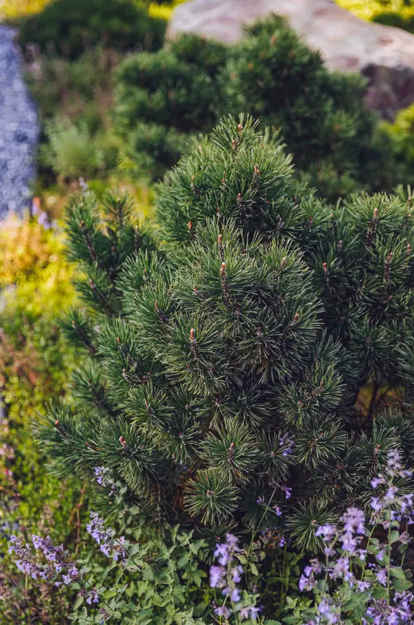 Архитектурное Решение в Пейзажном Стиле
