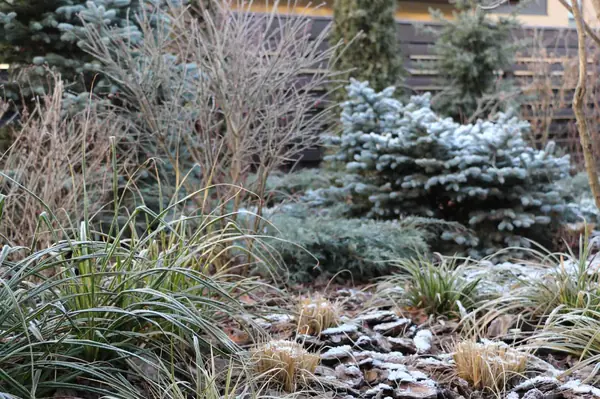 Светлогорье