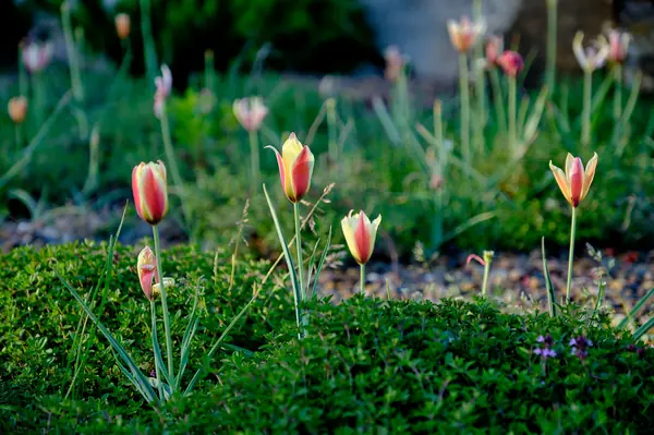 Тюльпаны в саду
