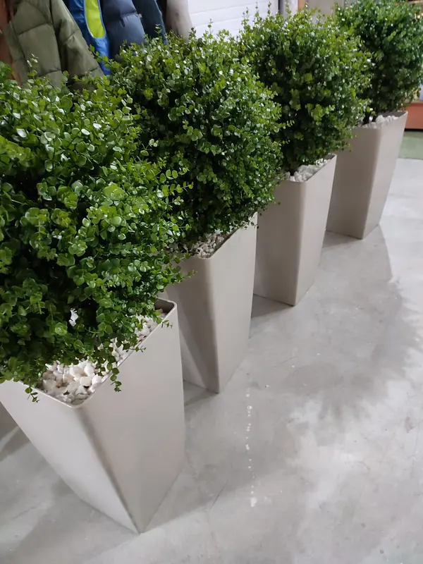 Растения для офисного пространства