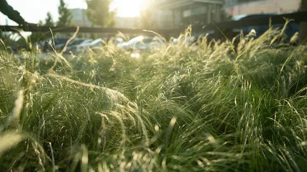 Архитектура природы