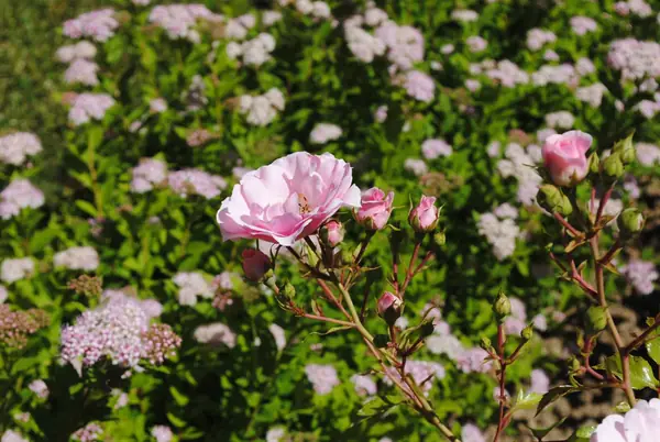 КП Зеленый мыс