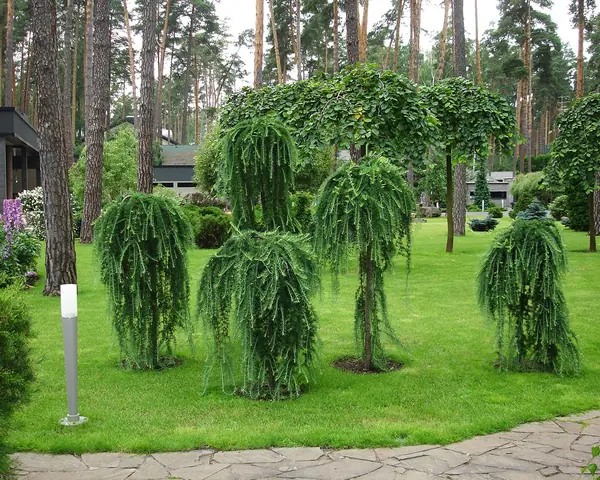 Ландшафтный сад в Горках 2