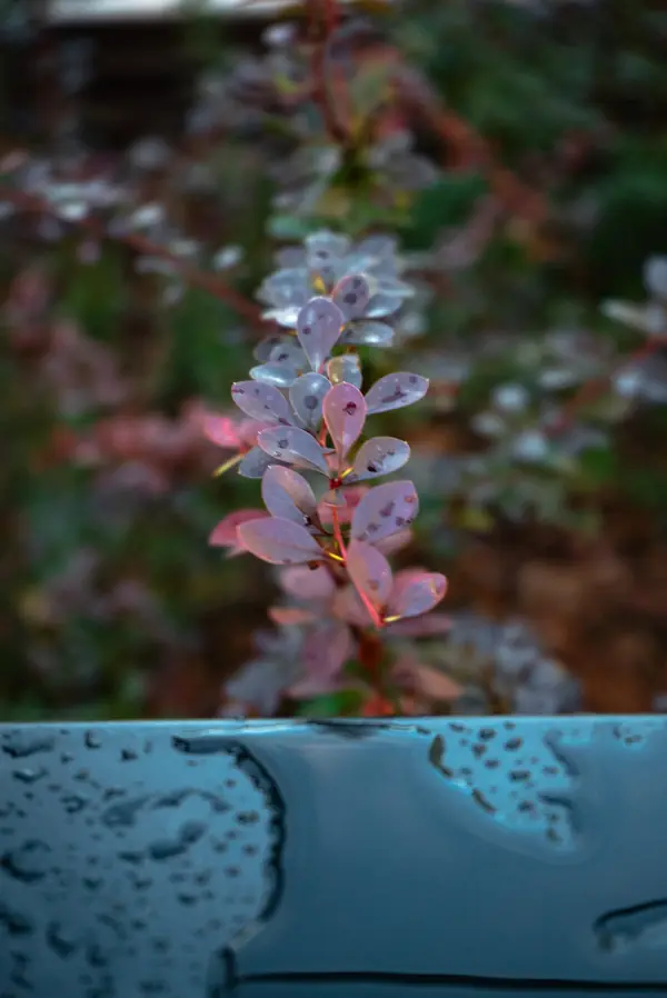 Архитектура природы