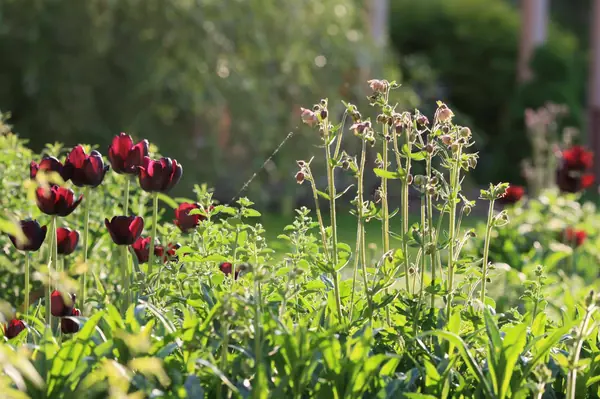 Бельгийская Деревня