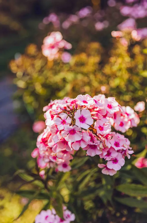 Архитектурное Решение в Пейзажном Стиле
