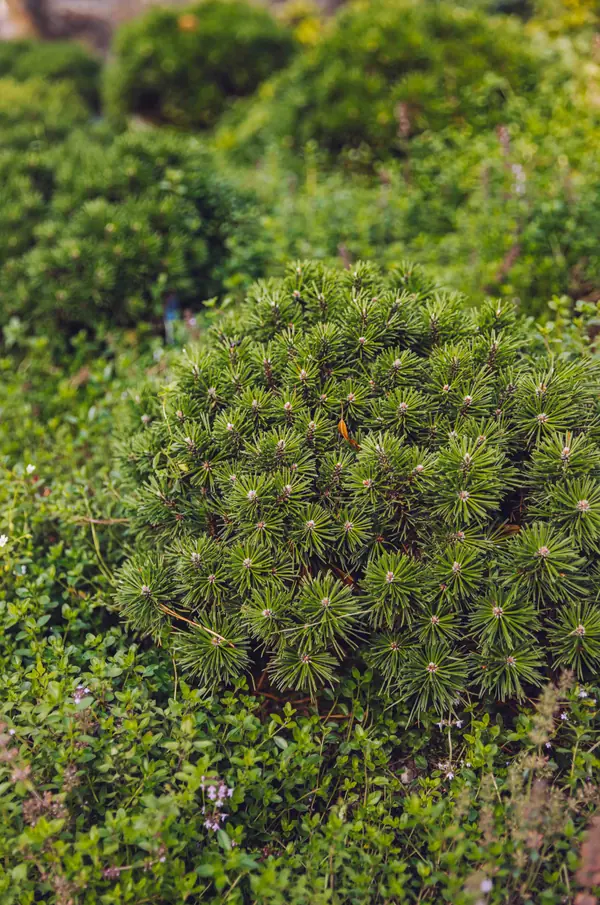 Архитектурное Решение в Пейзажном Стиле