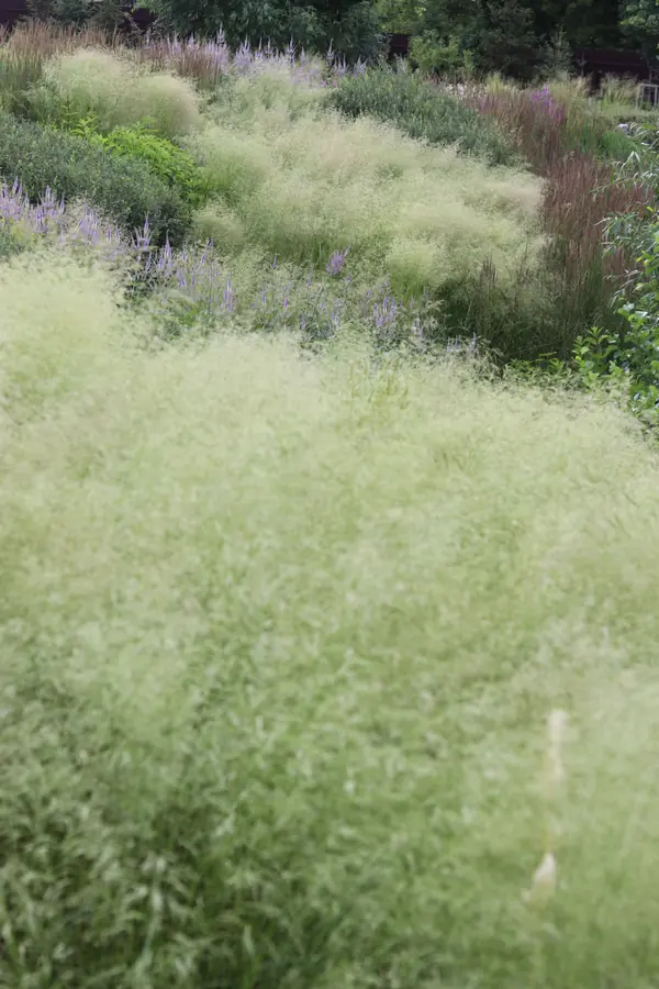 WB Берег пруда (май,июнь)