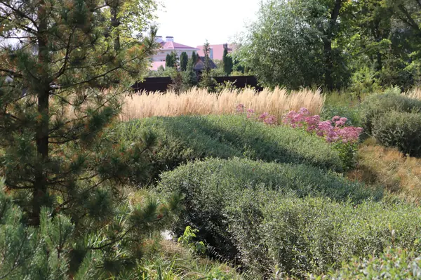 WB Берег пруда (август)