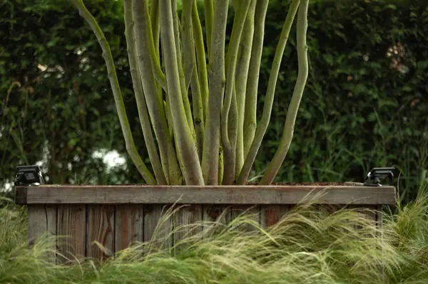 Архитектура природы