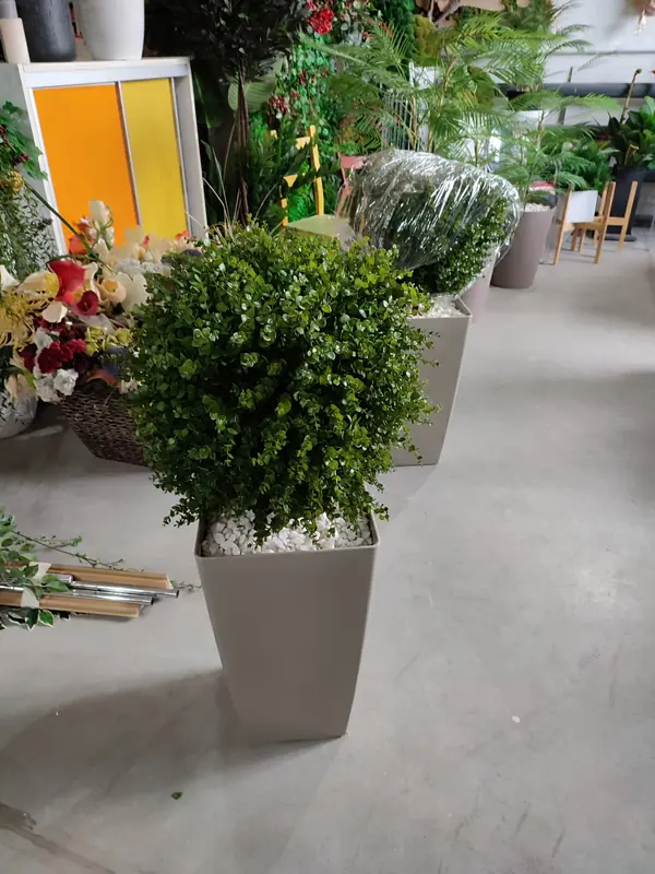 Растения для офисного пространства