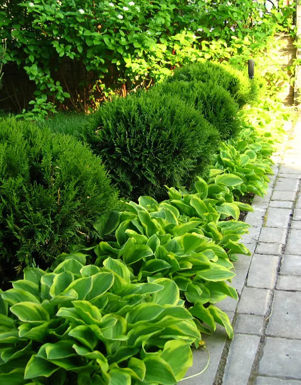 Озеленение небольшого участка