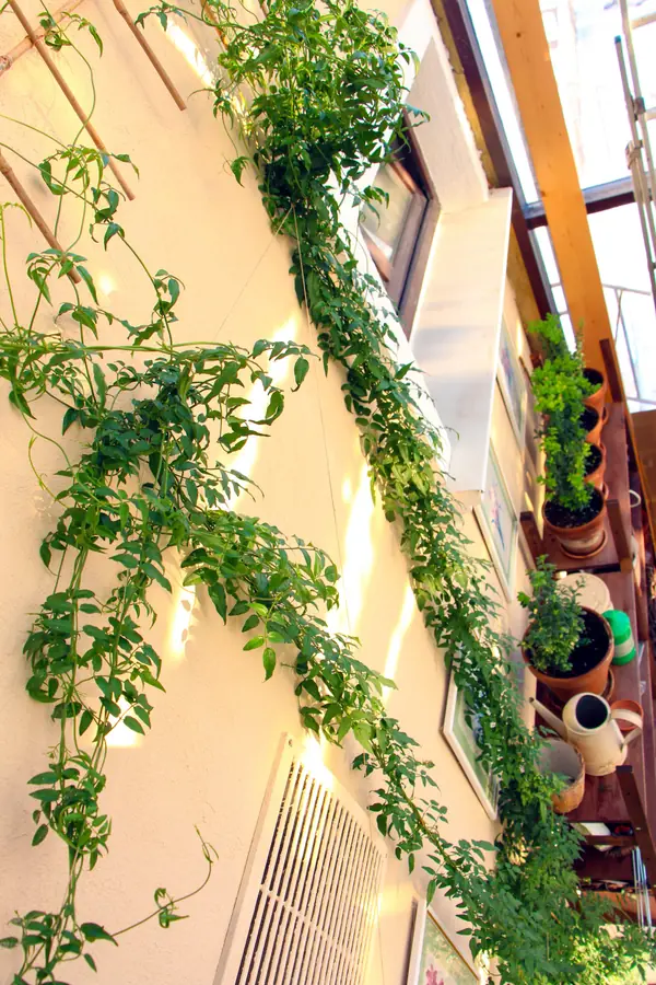 Тарасовка, зимний сад, 2012-2013 гг.