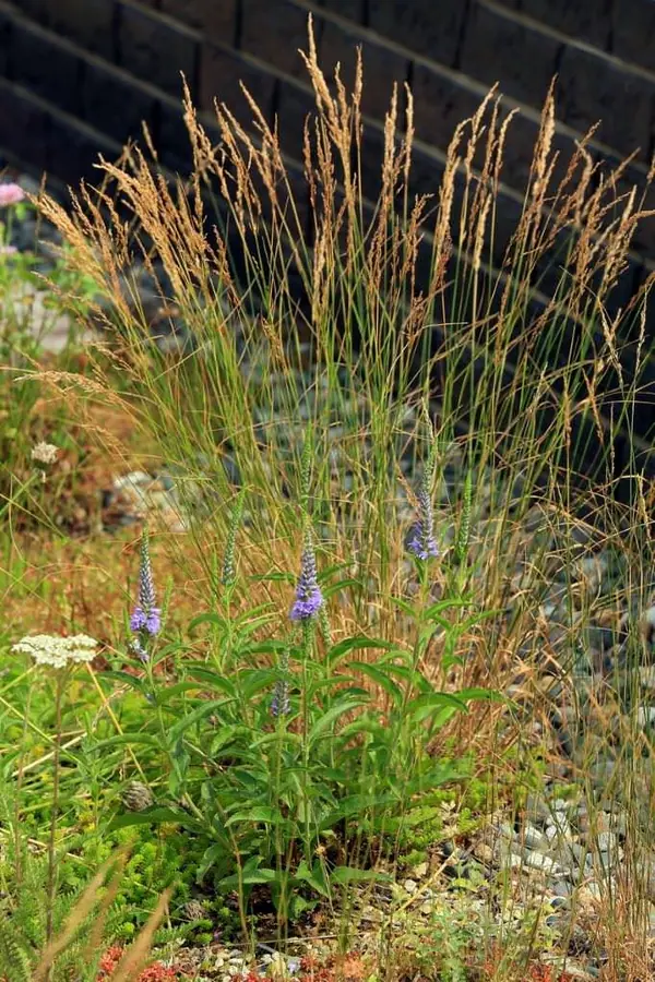 Сад на крыше