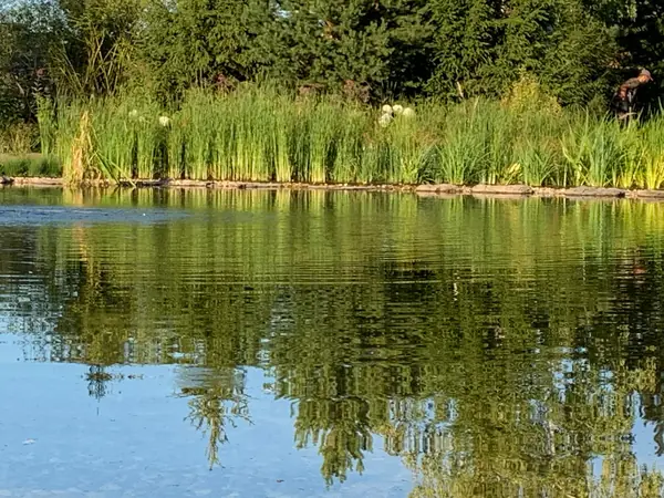 Ландшафт в поселке "Бенилюкс"