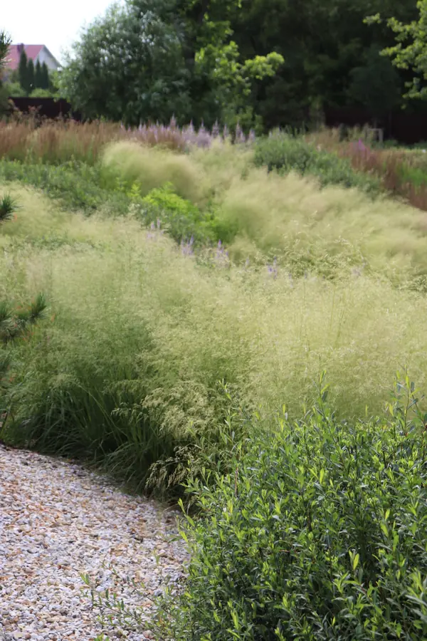 WB Берег пруда (май,июнь)