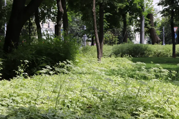 Парк Орленок