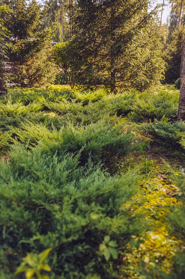 Архитектурное Решение в Пейзажном Стиле