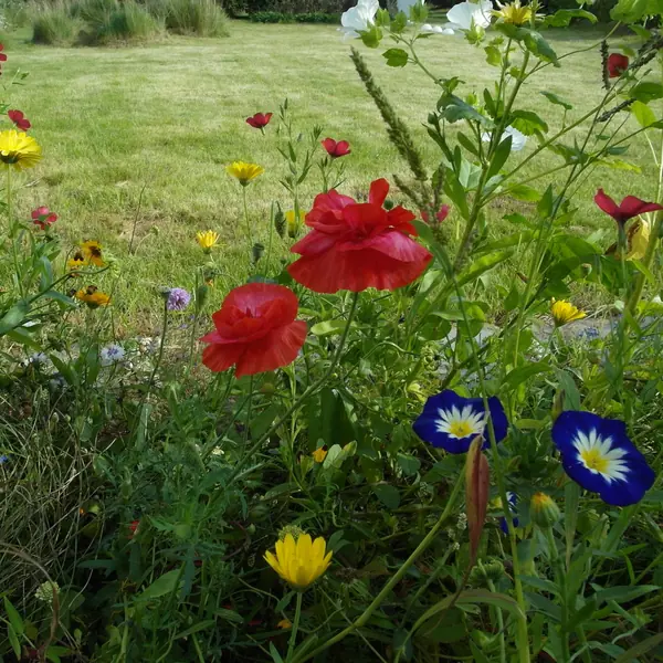 Цветники в природном стиле
