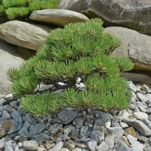 Проект 3. Скандинавский