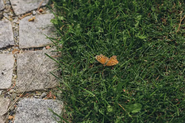 50 оттенков красного