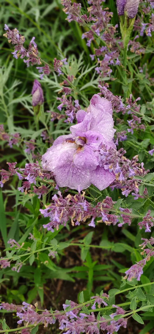 Проект "Волга"