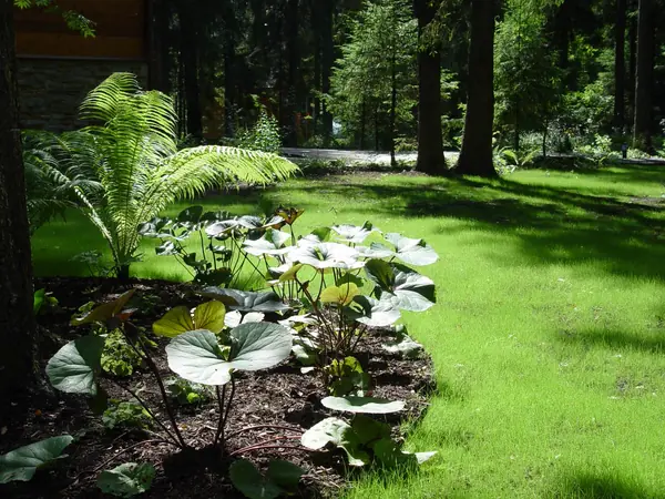 Сад на лесном участке