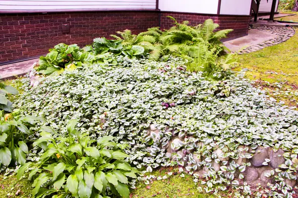 Баковка, 2018 г.