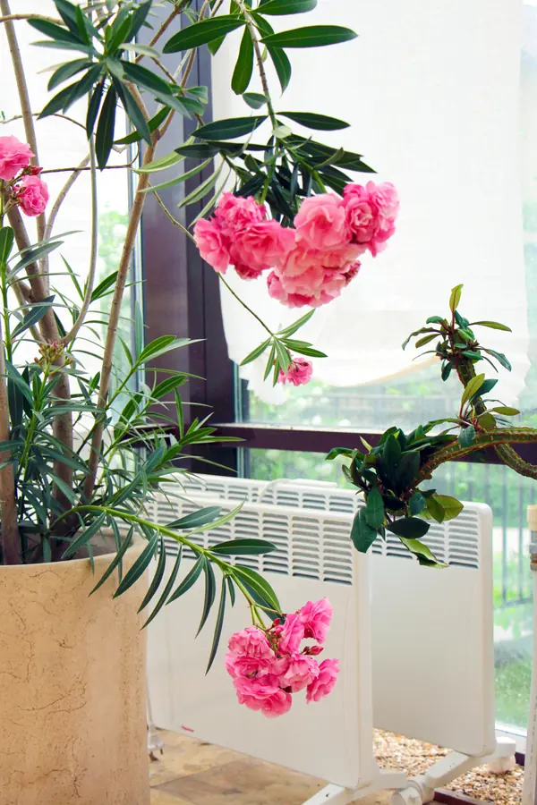 Тарасовка, зимний сад, 2012-2013 гг.