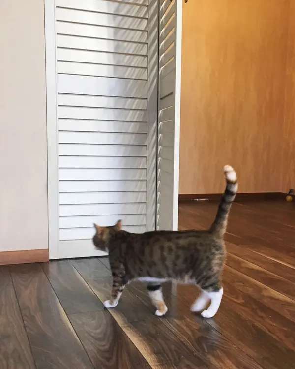 Межкомнатные жалюзийные двери для Елены