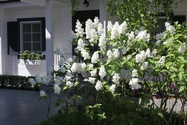 Тихая роскошь